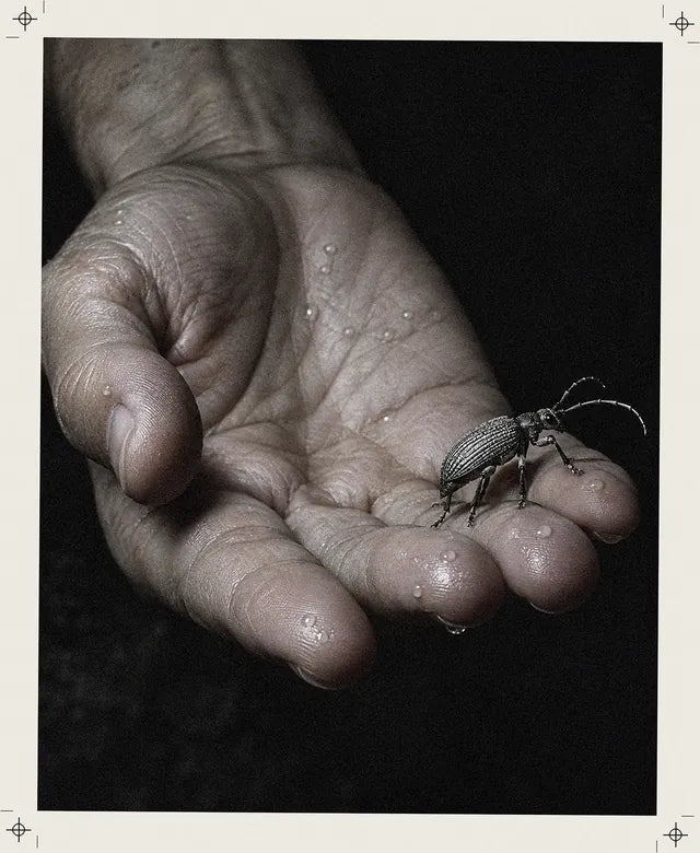 Una mano inventada, abierta en la oscuridad, con un pequeño escarabajo plateado que camina por los dedos.